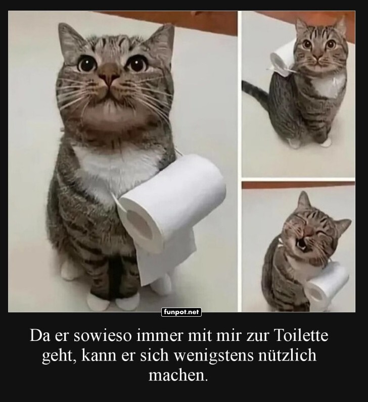 Klopapierkatze in Aktion! Klopapierkatze in Aktion!