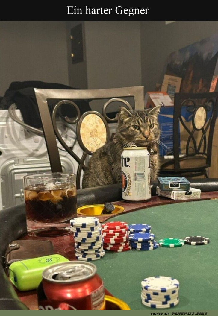 Poker-Kater: Zocken bis zum Morgengrauen! Poker-Kater: Zocken bis zum Morgengrauen!