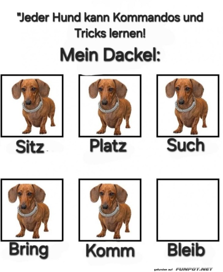 Kommandos: Der Dackel-Stillstand Kommandos: Der Dackel-Stillstand