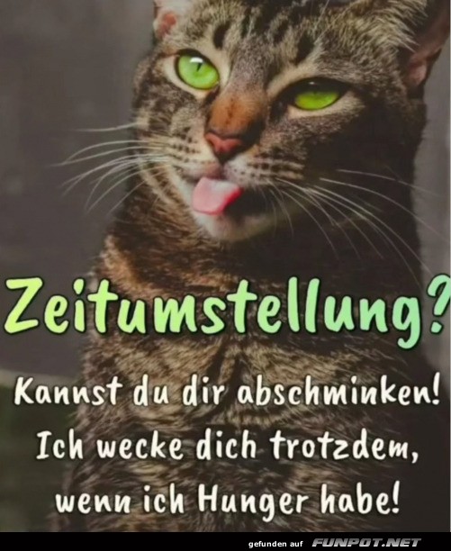 Katzenlogik trifft Zeitumstellung Katzenlogik trifft Zeitumstellung
