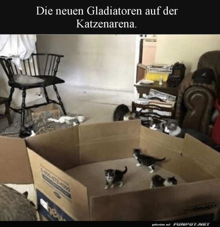 Katzen-Gladiatoren im Papp-Kolosseum! Katzen-Gladiatoren im Papp-Kolosseum!