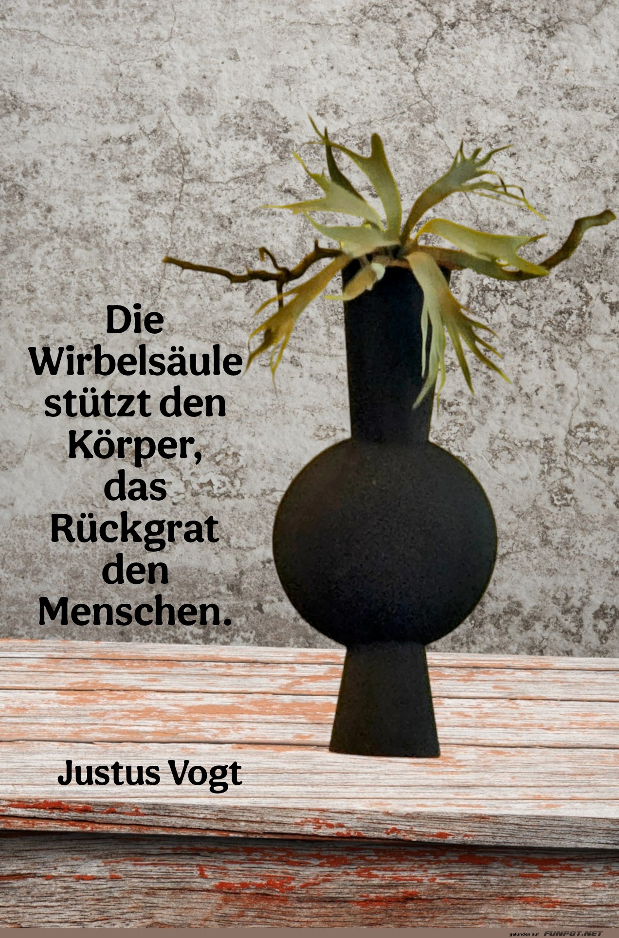 die wirbelsäule die wirbelsäule