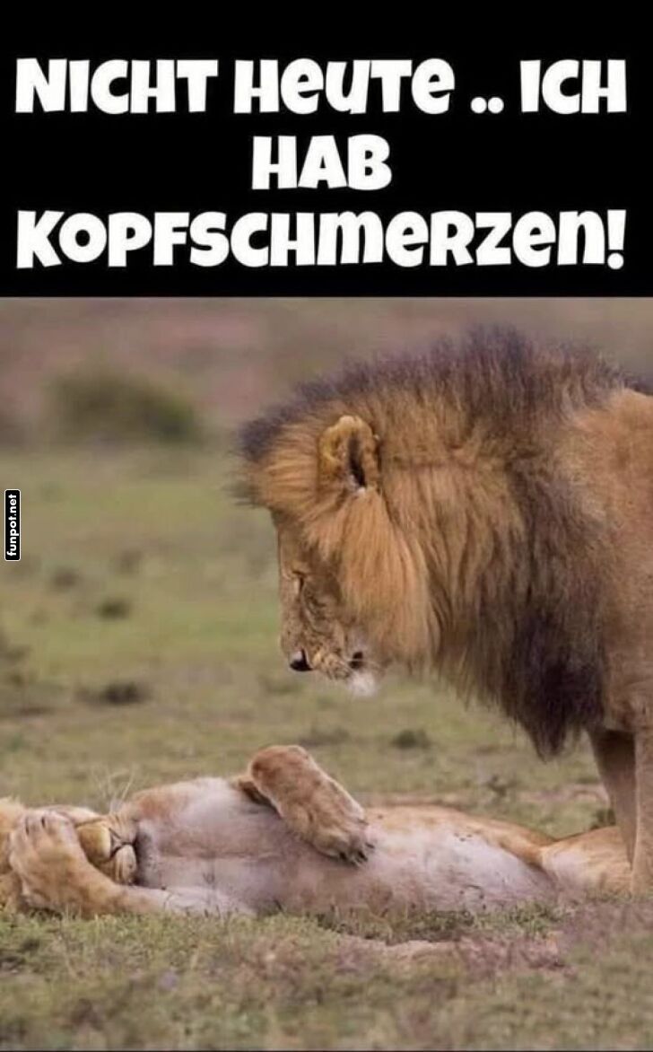 Löwen-Drama: Kein Kuscheln heute! Löwen-Drama: Kein Kuscheln heute!