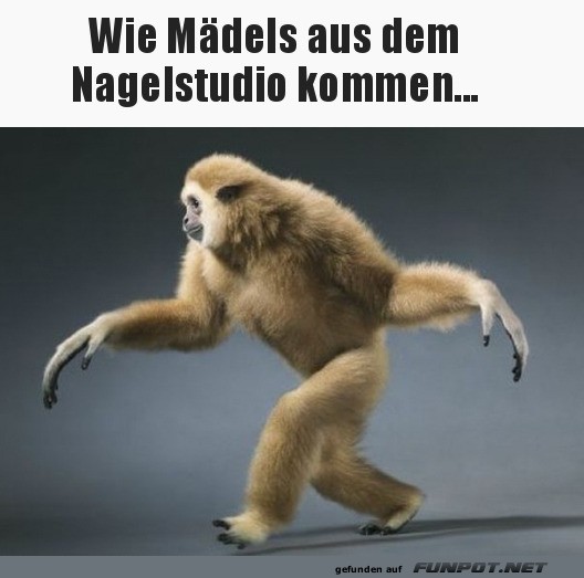 Affe mit Maniküre-Walk Affe mit Maniküre-Walk