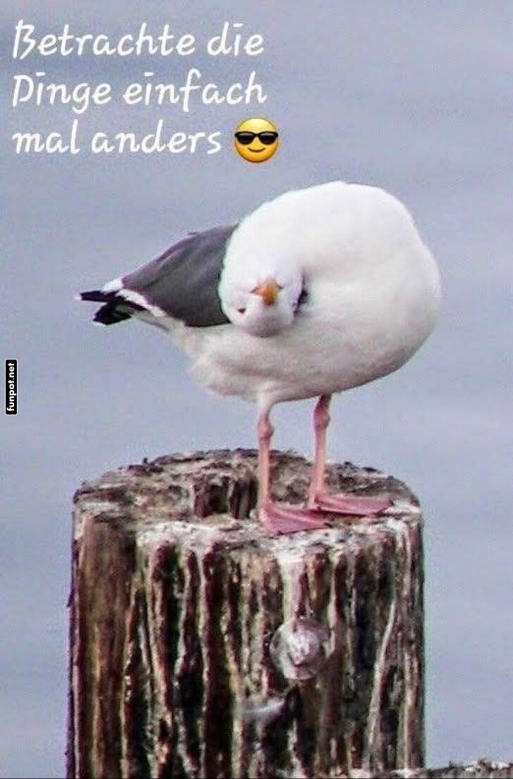 Neue Perspektiven dank Möwenblick