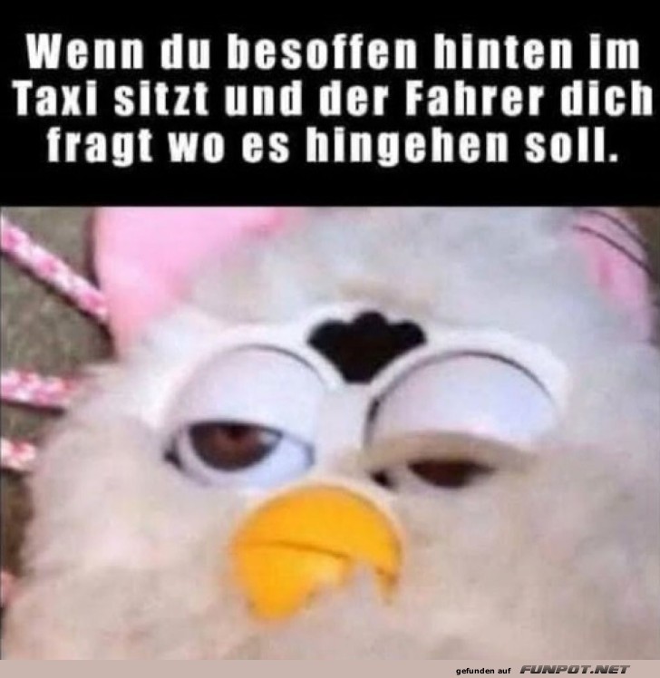 Verloren im Taxi-Traumland Verloren im Taxi-Traumland