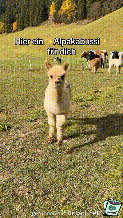 Ein Alpaka-Bussi fr dich