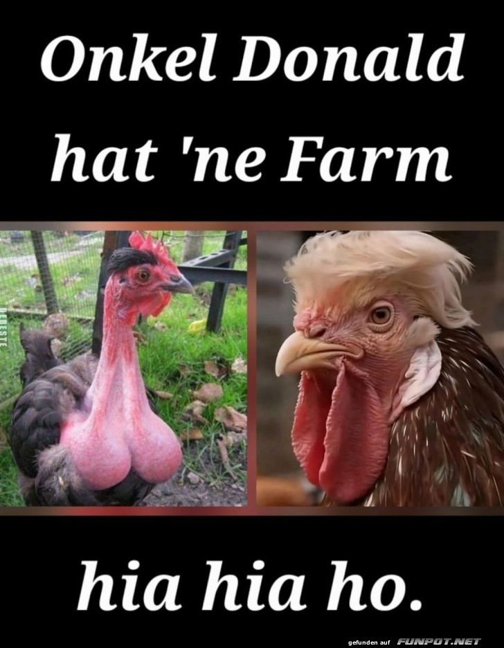 Wenn Gockel die Farm regieren