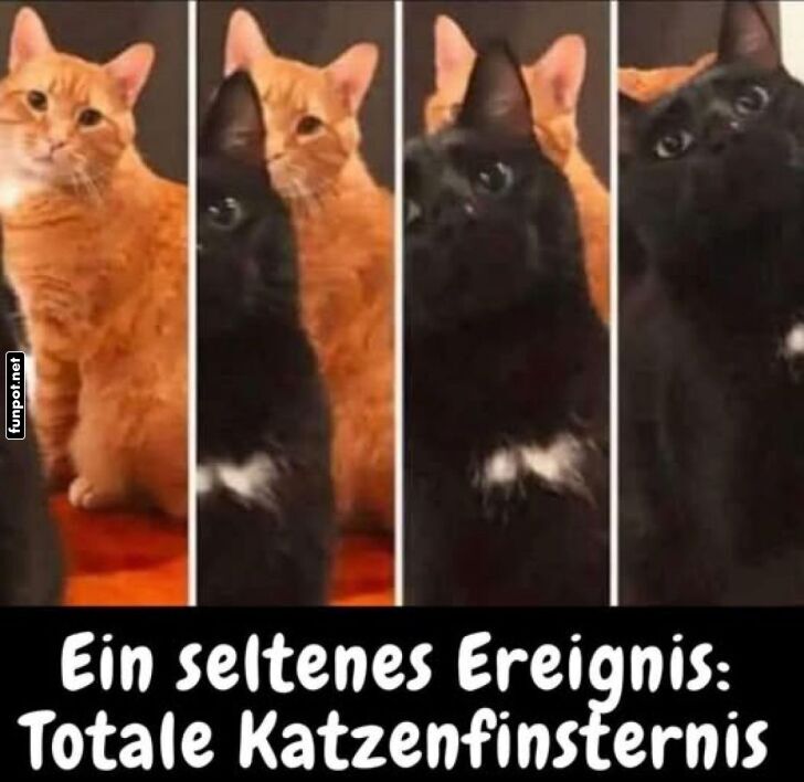 Wenn Katzen sich wie Sonnenfinsternisse benehmen