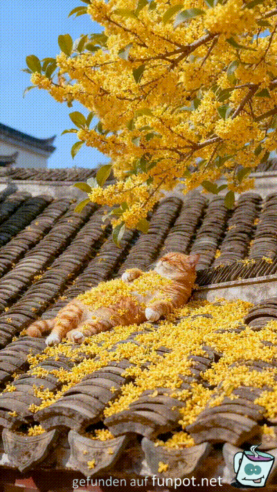 Katze genießt den Herbst Katze genießt den Herbst