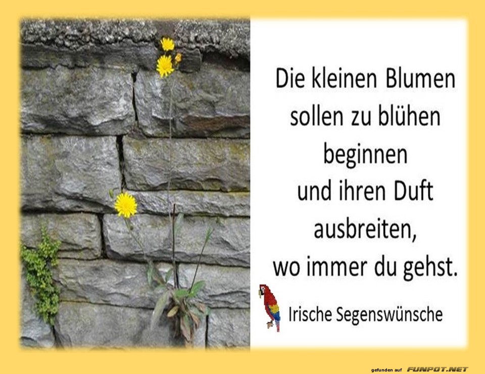 Die kleinen Blumen sollen blühen