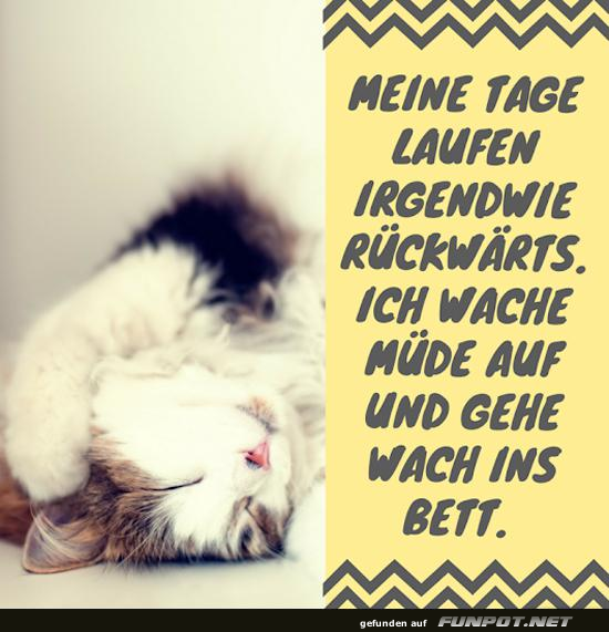 Müde Katze: Ein Leben rückwärts Müde Katze: Ein Leben rückwärts