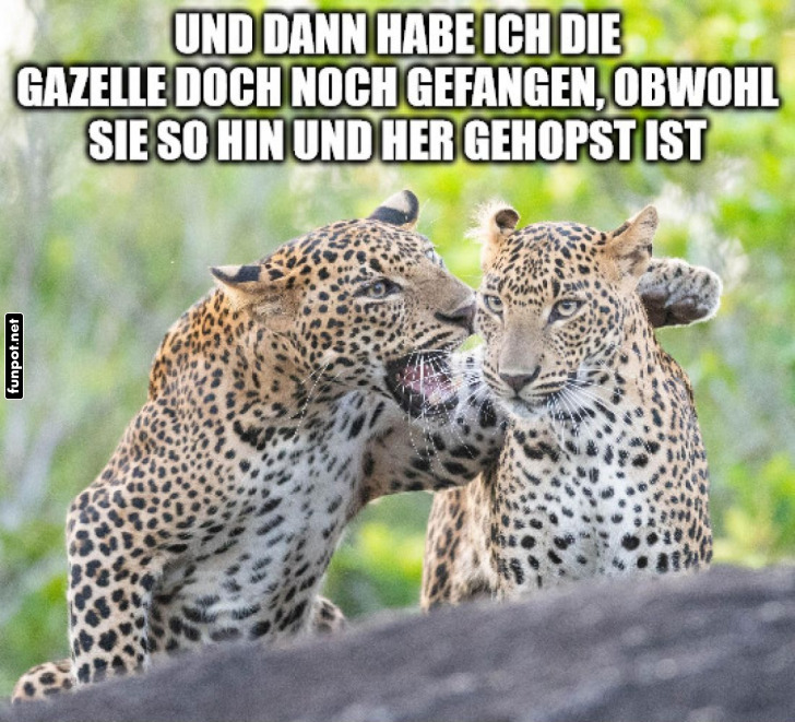 Plaudertaschen im Leopardenland Plaudertaschen im Leopardenland