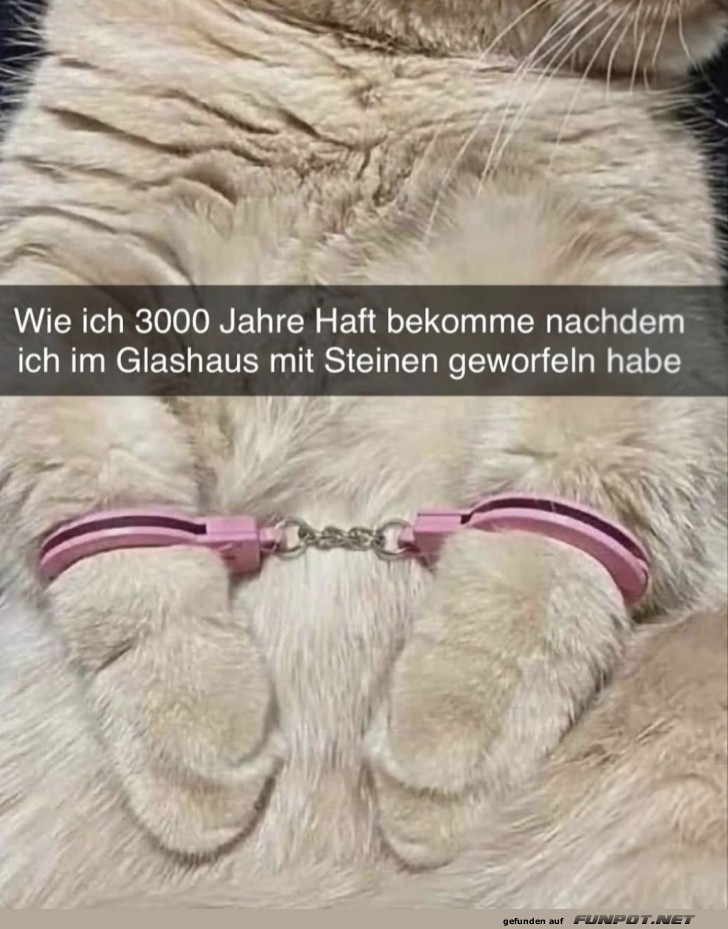 Katzenknast: Wenn Kätzchen rebellisch werden