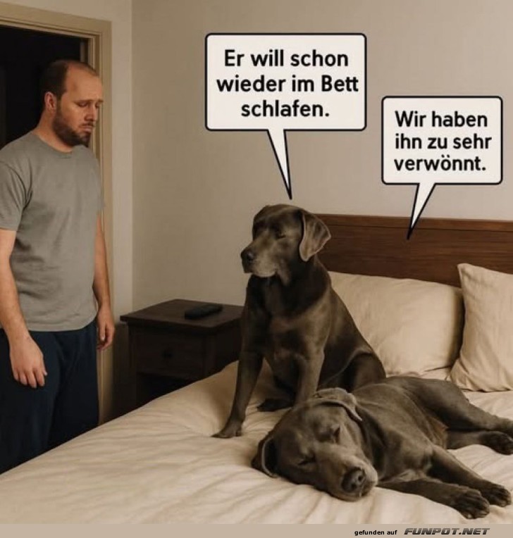 Wer darf aufs Hunde-Königsbett?