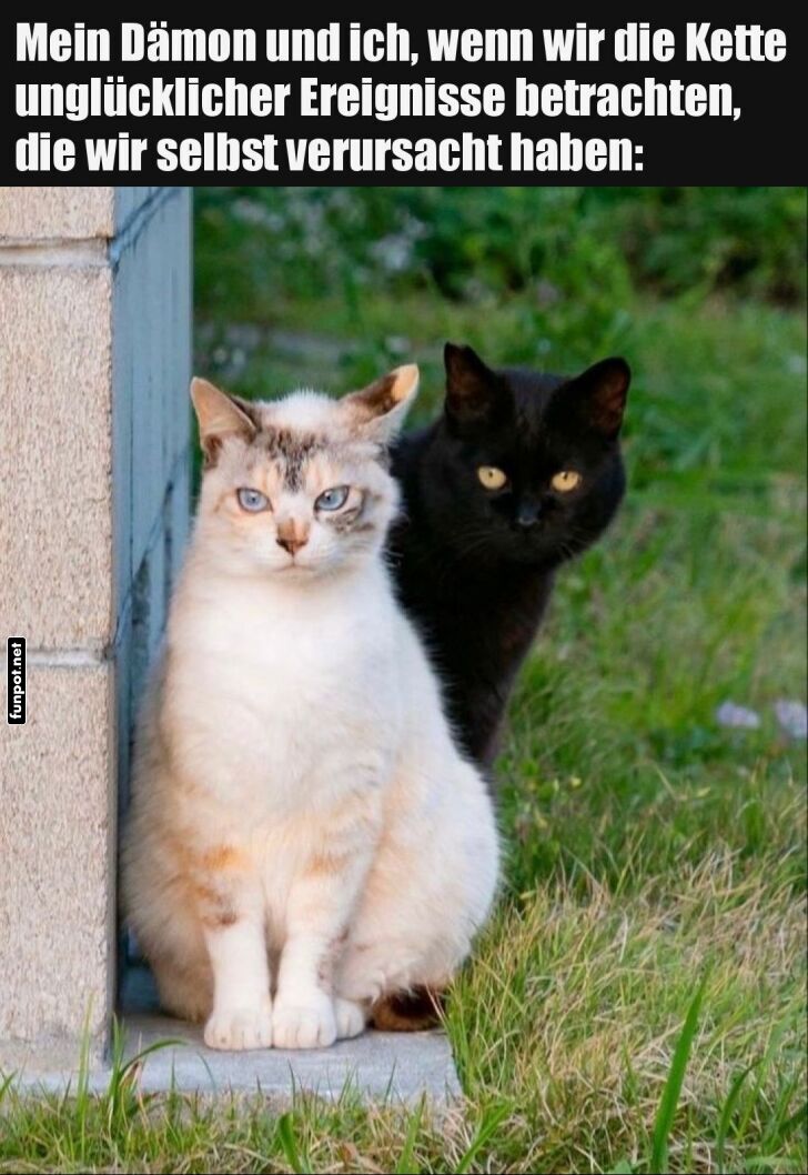 Wenn Katzen den Schuld-Blick perfektionieren
