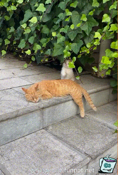 Lustiges Kätzchen Lustiges Kätzchen