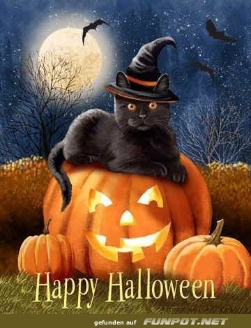 Katzenzauber auf Kürbissexpedition