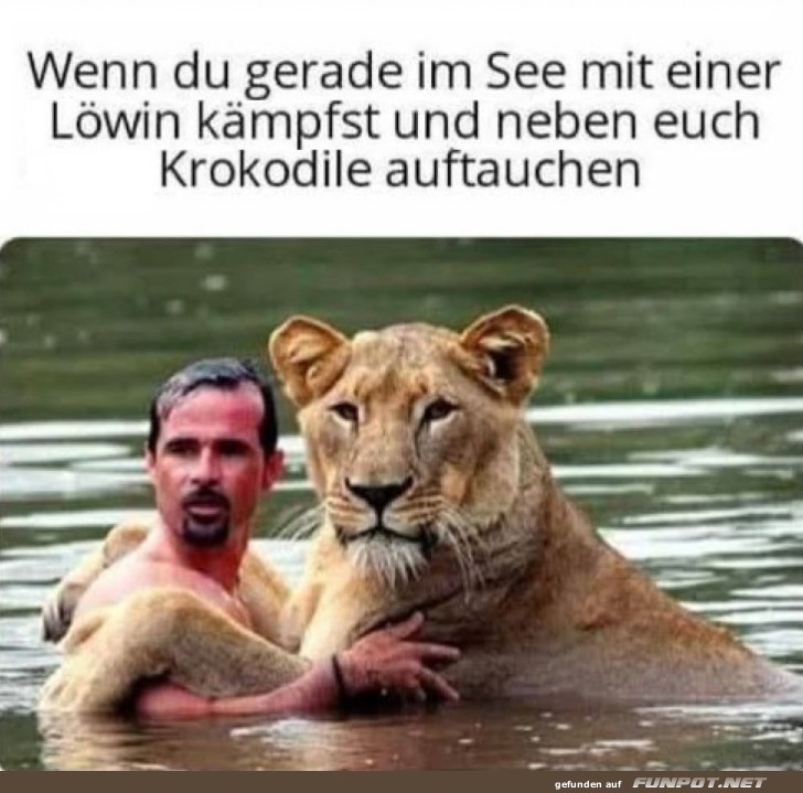 Knig der Lwen oder Wassersport-Champion?