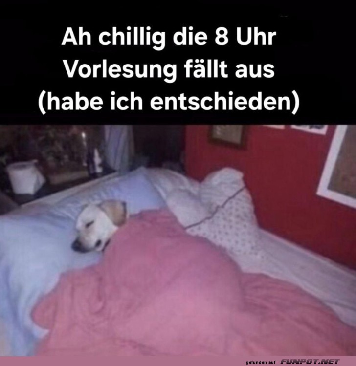 Wenn der Hund zum Professor wird!