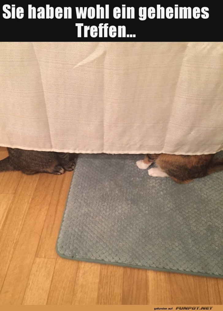 Geheimkonferenz der Katzen