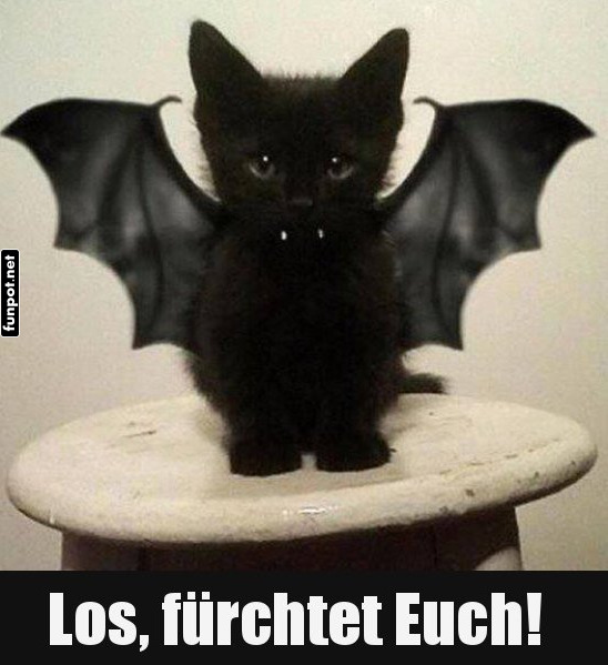 Gefhrlicher Miau-Spooky-Bat!