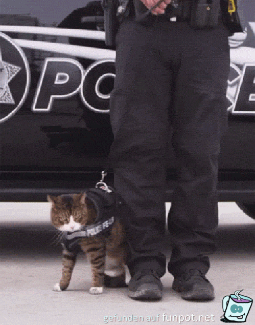 Clevere Katze Clevere Katze