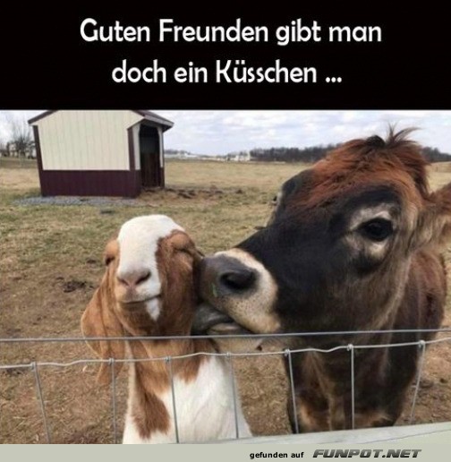 Wenn die Kuh zum Küsschen lädt!