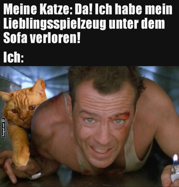 Katzendetektiv auf Mission