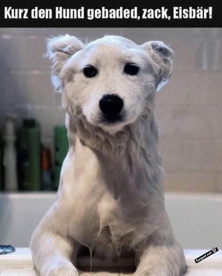 Aus Hund wird Eisbär in fünf Minuten!