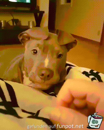 Lieber Welpe Lieber Welpe