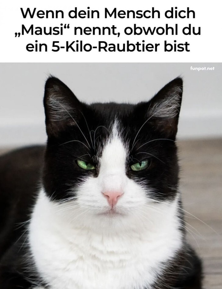 Majestätische Missverständnisse