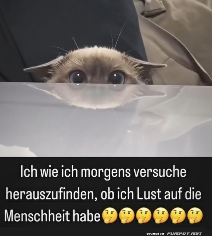 Morgens: Mensch oder doch lieber Katze?