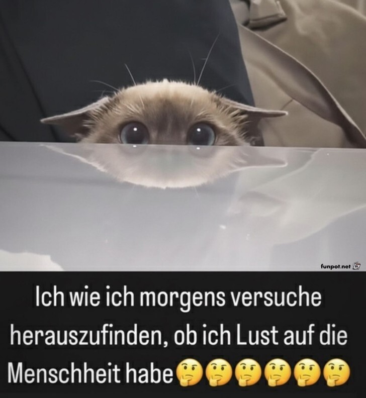 Morgens: Mensch oder doch lieber Katze?