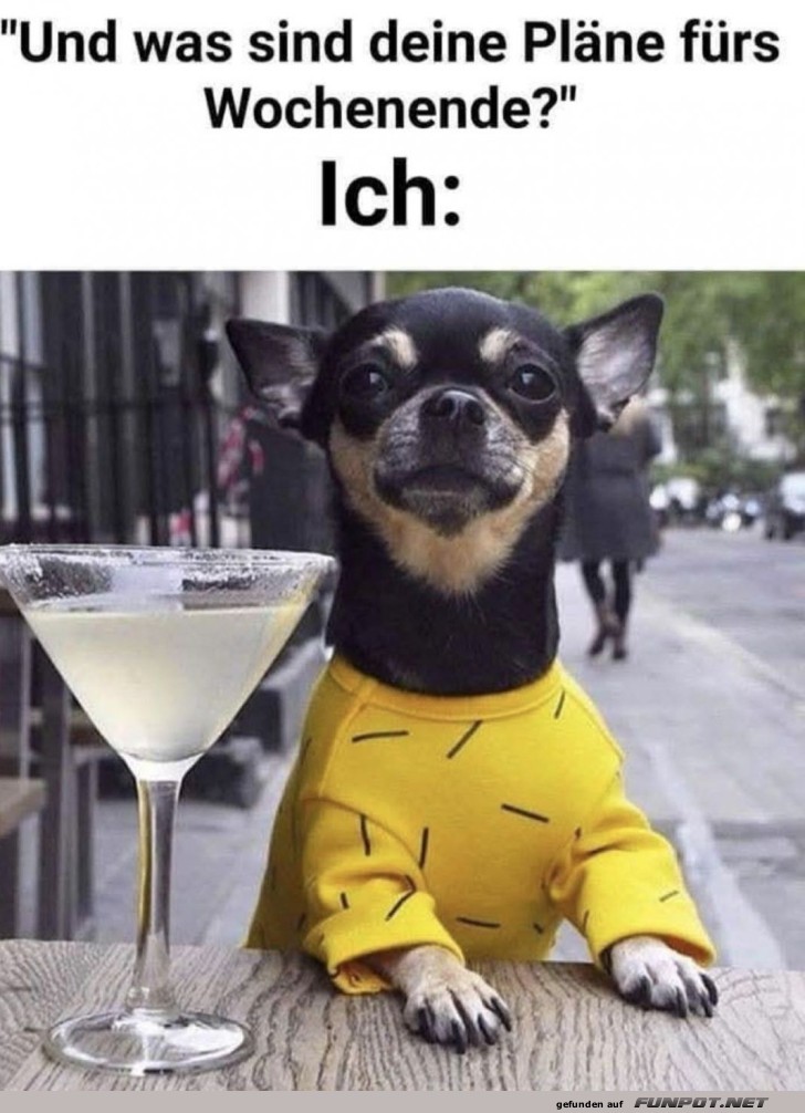 Chihuahua-Cocktail-Abenteuer