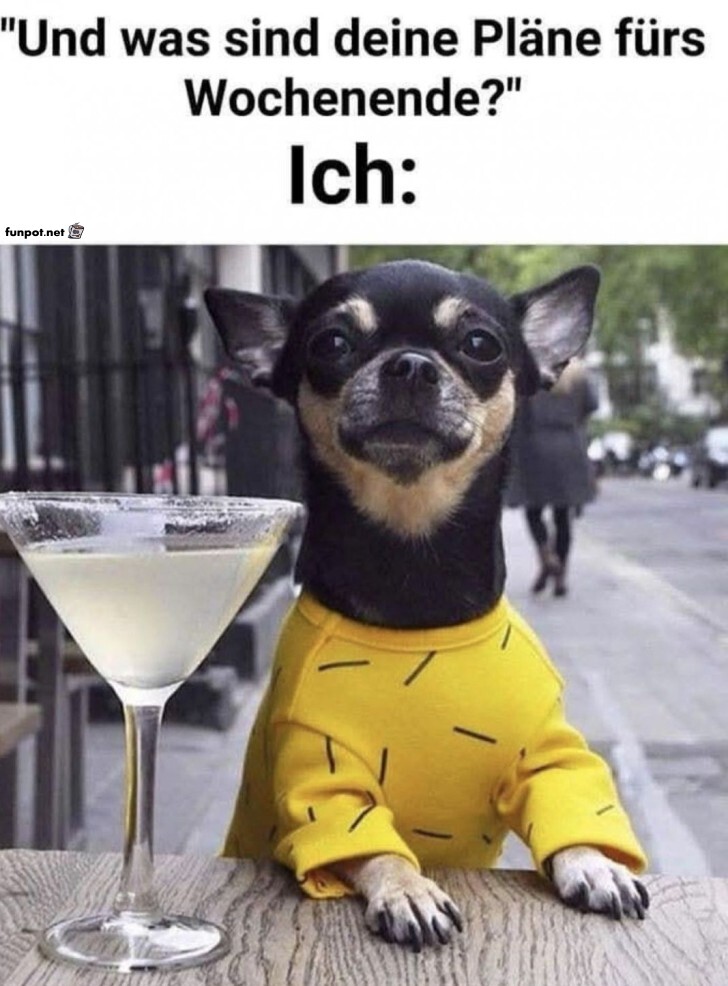 Chihuahua-Cocktail-Abenteuer