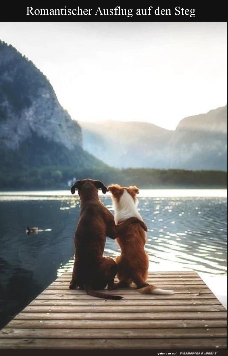 Pfoten am See: Ein romantischer Hundeausflug