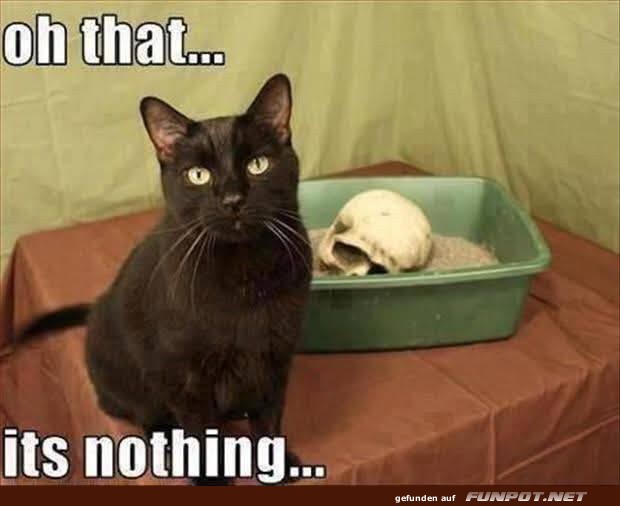 Katzengeheimnis gelftet: Nichts zu sehen!