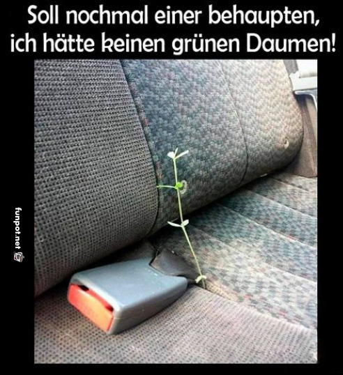 Pflanze im fahrbaren Gewchshaus