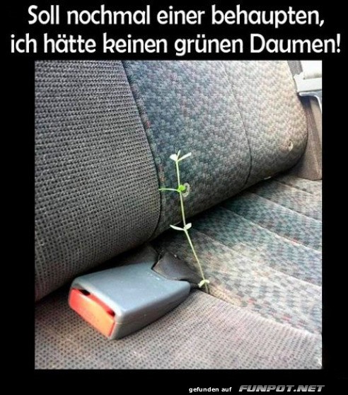 Pflanze im fahrbaren Gewächshaus