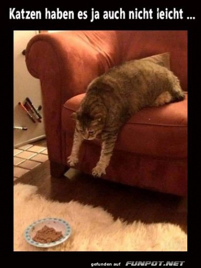 Mission Impossible: Katzenedition