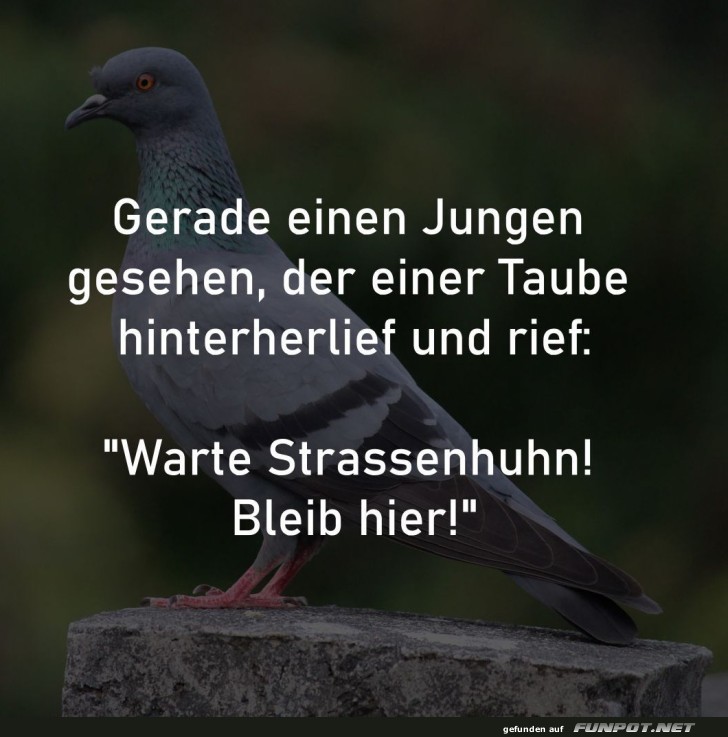 Die epische Flucht des Straengeflgels