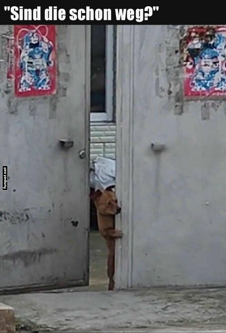 Neugieriger Trspion-Hund