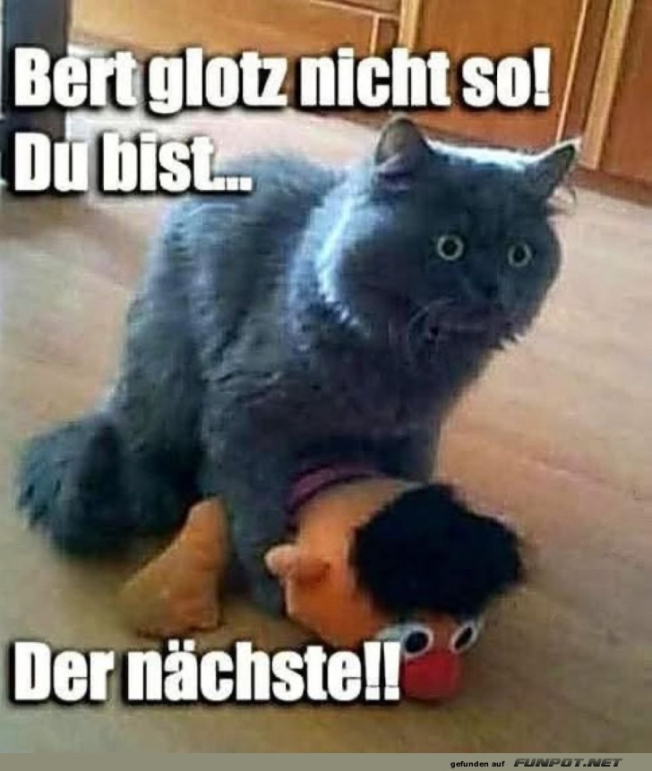 Katz und Bert: Der nächste Kapitel!