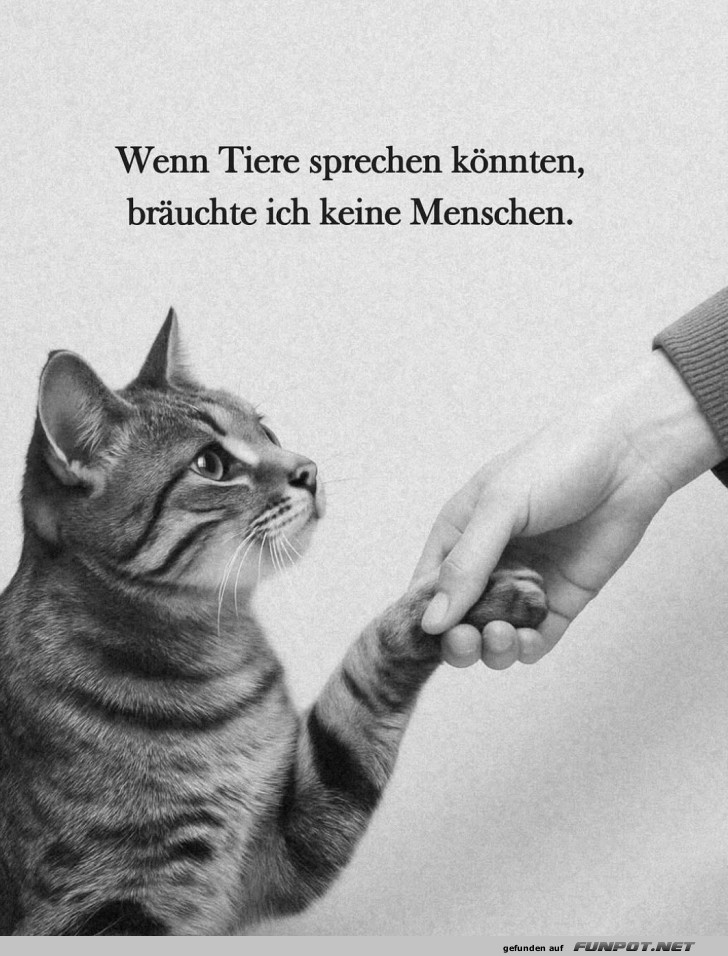 Katzenfreundschaften sind die besten!