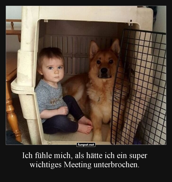 Home Office auf vier Pfoten