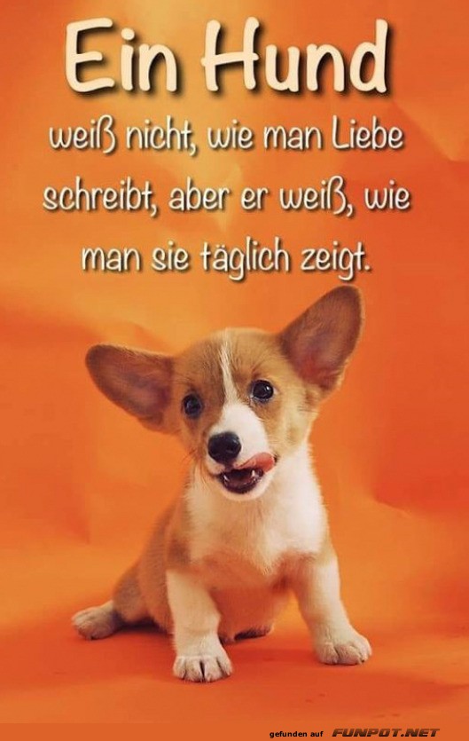 Ein Hund und seine tgliche Liebeslektion