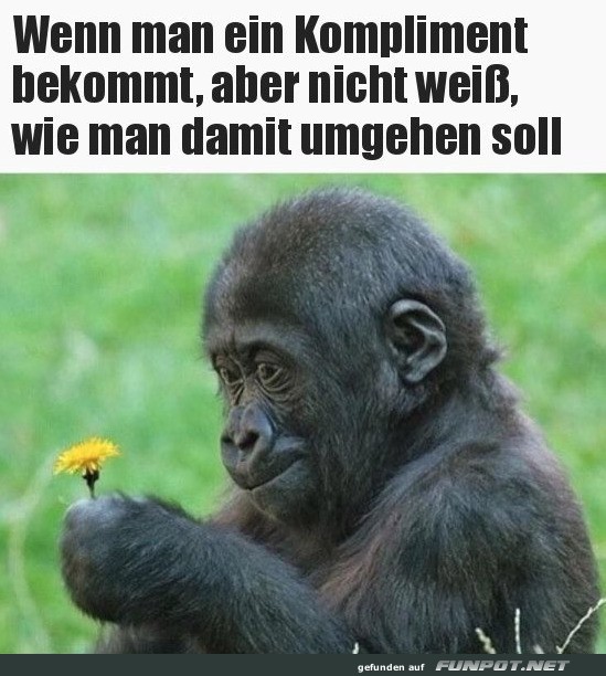 Kompliment mit Lwenzahn-Problem