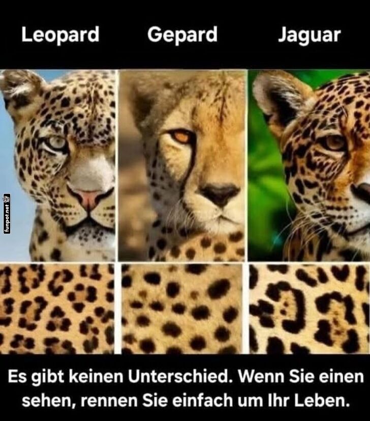 Großkatzen-Schnellkurs: Lauf um dein Leben! Großkatzen-Schnellkurs: Lauf um dein Leben!