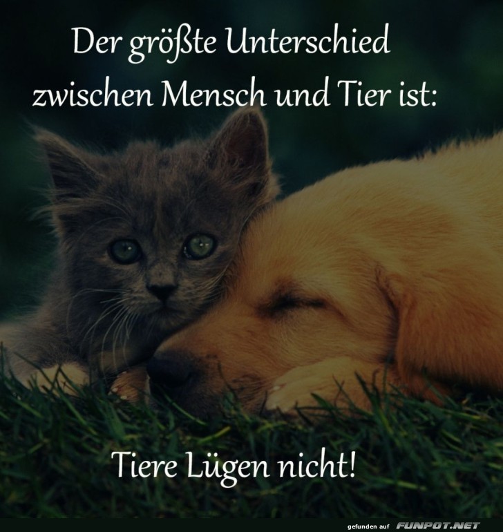 Katzen und Hunde: Vertrauensvolle Experten!
